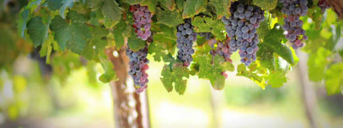 grapes image